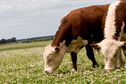 Cows Eating